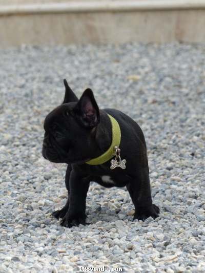 Annonces classees img:preview Chiot type Bouledogue-français femelle  A adopter