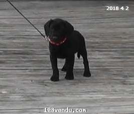 Annonces classees img:preview Chiots Labrador petite taille prêts 11 août 2018