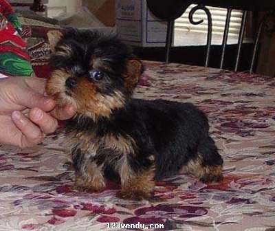 Annonces classees img:preview Chiots Yorkies Terrier pour adoption