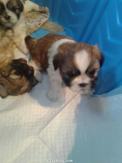 Annonces classees img:preview Chiot shih tzu