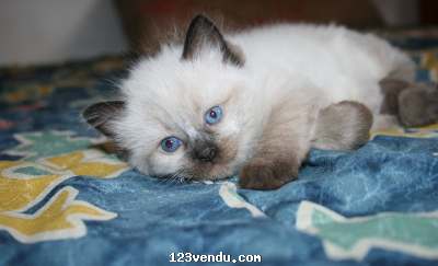 Annonces classees img:preview Sacre chaton de Birmanie a adopter