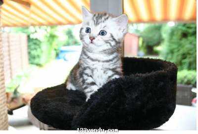 Annonces classees img:preview Joli chaton pour adoption