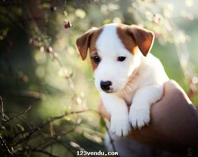 Annonces classees img:preview chiots Jack Russell