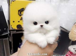 Annonces classees img:preview Chiot type poméranien teacup blanc, propre, sociable