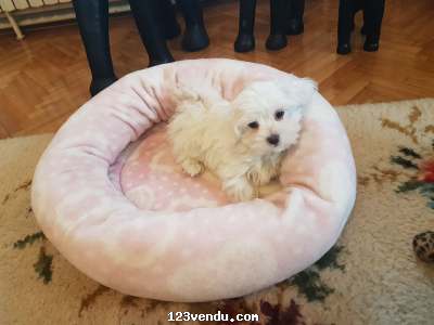 Annonces classees img:preview Bebe bichon maltais disponible pour don