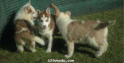 Annonces classees img:preview Chiots husky Siberian disponible 