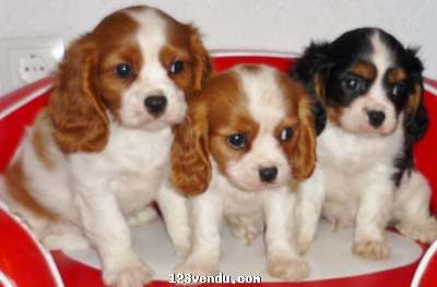 Annonces classees img:preview Chiots Cavalier king Charles disponible