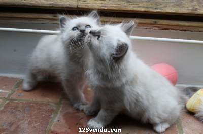 Annonces classees img:preview Chatons perssan disponible pour soins 