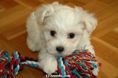 Annonces classees img:preview Chiots bichon maltais disponible 