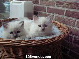 Annonces classees img:preview Ugent Chatons Sacre de Birmanie disponible pou soins