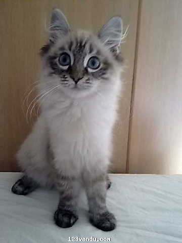 Annonces classees img:preview Chatons siberien disponible