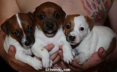 Annonces classees img:preview Disponible chiots Jack russel a donner male et femelle