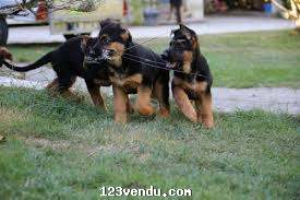 Annonces classees img:preview Disponible chiots Berger Allemend male et femelle 