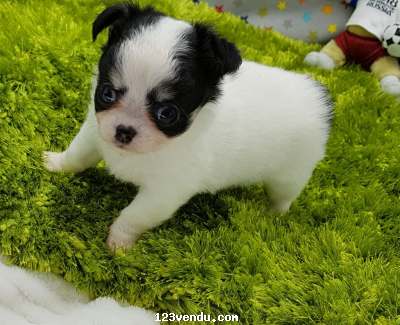 Annonces classees img:preview Adorable et magnifique chiot chihuahua