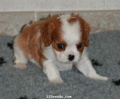 Annonces classees img:preview Adorable Chiot femelle Cavalier King Charles