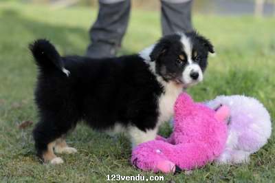 Annonces classees img:preview Adorable chiot Berger Australien femelle