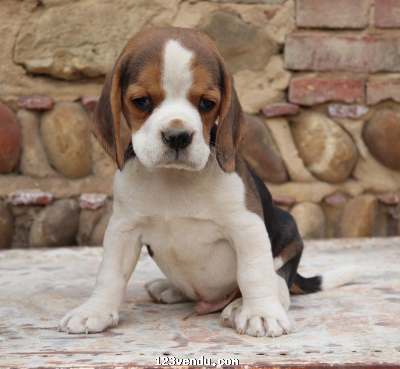 Annonces classees img:preview Adorable Chiot Beagle m?le