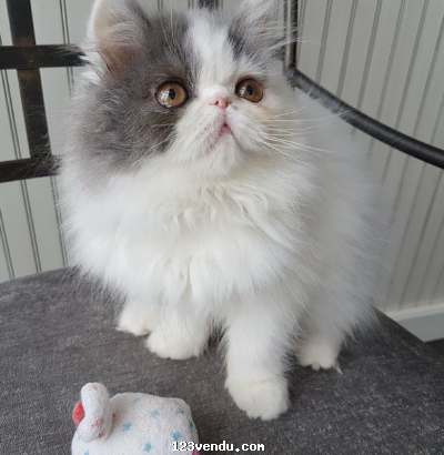 Annonces classees img:preview A Donner Mignonne chaton persan chinchilla femelle