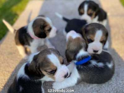 Annonces classees img:preview  Adorable Chiot Beagle