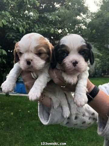 Annonces classees img:preview Chiot Cavalier King Charles