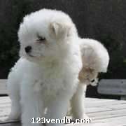 Annonces classees img:preview Adorable chiot Bichon Maltais