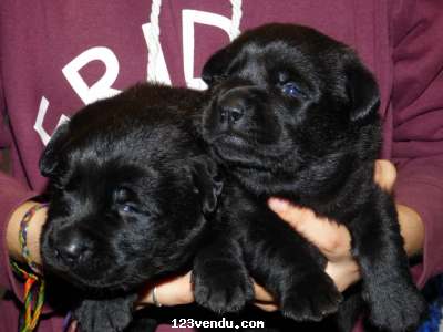 Annonces classees img:preview Magnifique chiots Labrador Retriever