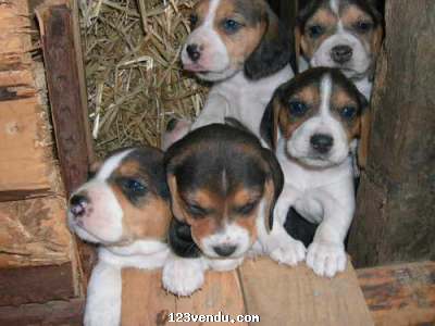 Annonces classees img:preview Magnifiques chiots Beagle pure race