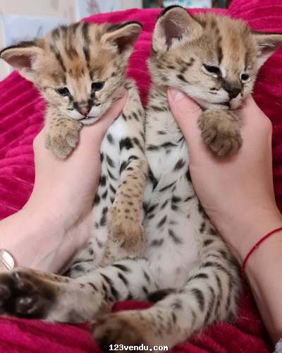 Annonces classees img:preview chaton serval adoption