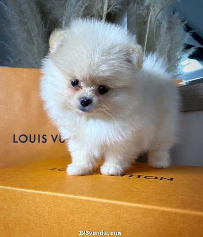 Annonces classees img:preview Adorable Spitz pomeranian nain CKC