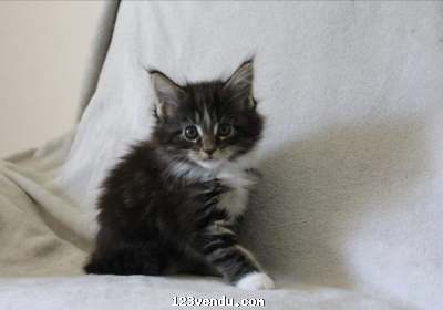 Annonces classees img:preview Chaton Maine Coon Femelle