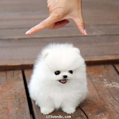 Annonces classees img:preview  Donne ce chiot Pomeranien teacup qui fera 1,2kg adulte et restera nain 