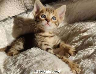 Annonces classees img:preview  A donner, magnifiques chatons savannah 