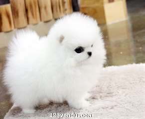 Annonces classees img:preview magnifique chiot Pomeranien propre, sociable 	