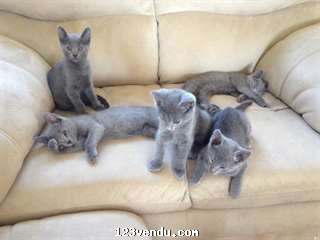 Annonces classees img:preview  Chatons bleu russe cherche nouveau foyer 