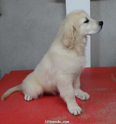 Annonces classees img:preview Chiots Golden Retriever Pure Race