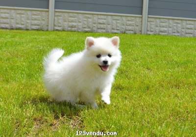 Annonces classees img:preview Chiot Spitz Allemagne petite femelle