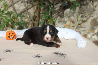 Annonces classees img:preview Adorables Chiots Bouvier Bernois 