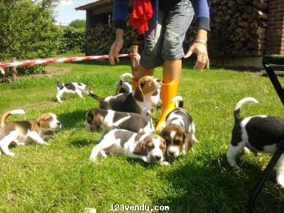 Annonces classees img:preview Magnifiques chiots Beagle pure race