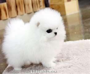 Annonces classees img:preview  Donne ce chiot Pomeranien qui fera 1,2kg adulte et restera nain