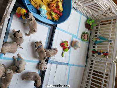 Annonces classees img:preview Titre  Mignon chiots Carlin