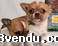 Annonces classees img:preview don de mes chiots chihuahua    