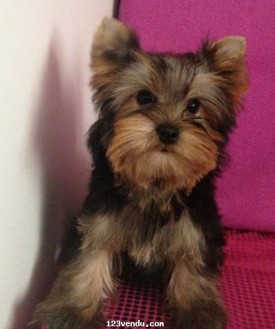 Annonces classees img:preview a donner un chiots yorkshire terrier