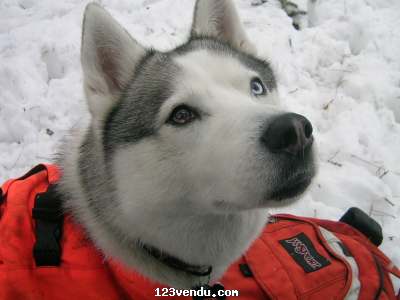 Annonces classees img:preview Husky SibÃ©rien pure