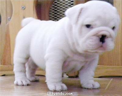 Annonces classees img:preview Don Chiots type bulldog anglais non lof