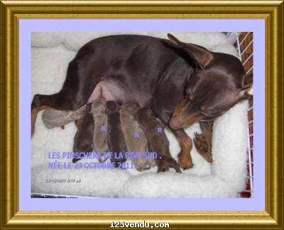 Annonces classees img:preview PINSCHER PINCHER PINCHER MINIATURE