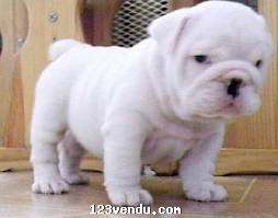 Annonces classees img:preview Mes chiots Bulldog anglais