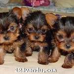 Annonces classees img:preview Choits Yorkie