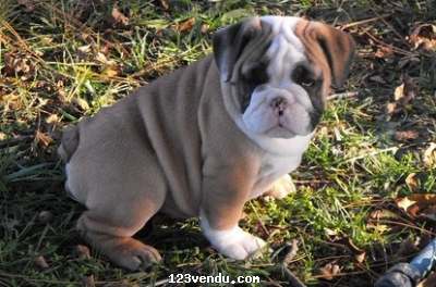 Annonces classees img:preview chiots bouledogue anglais