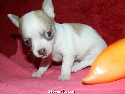 Annonces classees img:preview 2 magnifiques chiots chihuahua un male et une femelle non LOF 