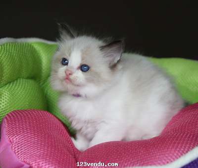 Annonces classees img:preview Set Charme de chatons ragdoll